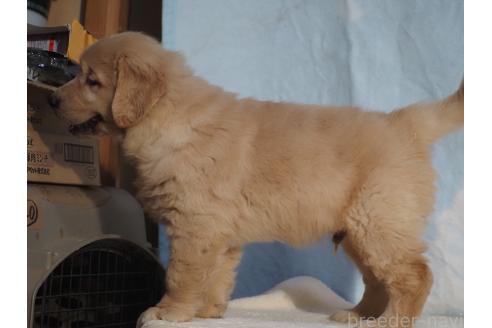 販売中の山梨県のゴールデンレトリーバー-393305の4枚目